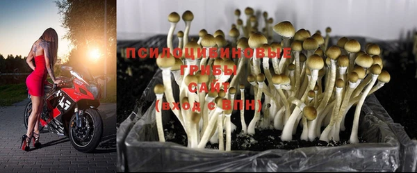 ГАЛЛЮЦИНОГЕННЫЕ ГРИБЫ Каменногорск